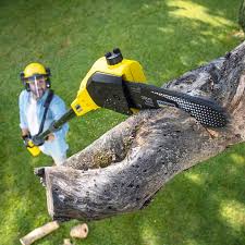 Reliable Schuyler, NE Tree Removal and Landscaping Services Solutions